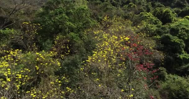 Bahar Mevsiminde Çiçek Açan Beabebuia Chrysantha Nın Hava Manzarası — Stok video