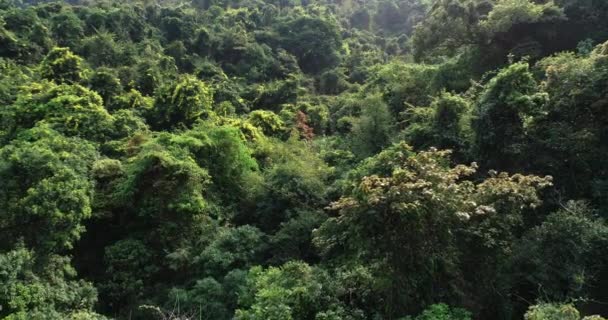 Images aériennes de la forêt tropicale au printemps 