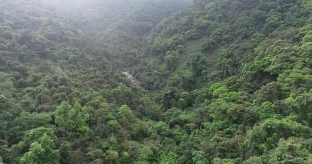 Baharda Parlak Arka Işıklandırmalı Tropikal Ormanın Hava Görüntüleri — Stok video