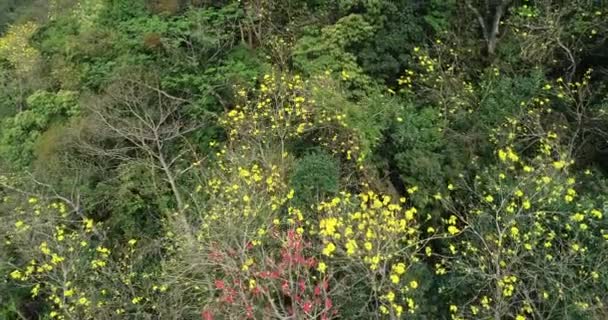 Aerial View Flowering Abebuia Chrysantha Spring — Stock Video
