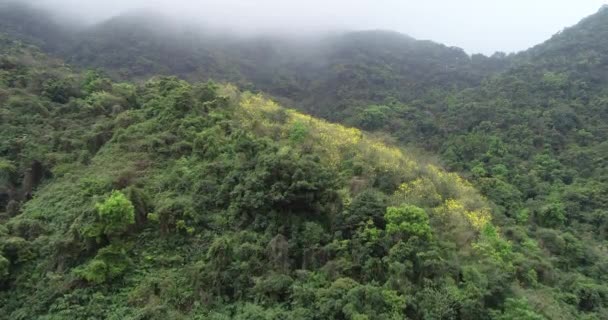 Images aériennes de la forêt tropicale brumeuse au printemps 