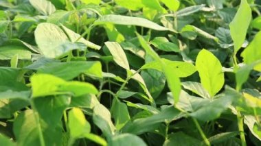 Güneşli bahçede yeşil yapraklar büyüyor