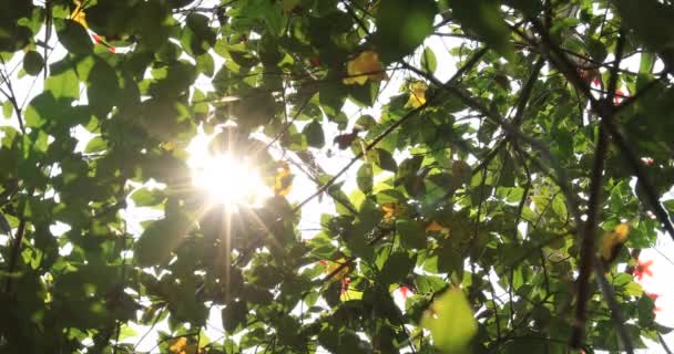 Ηλιαχτίδες Μέσα Από Φύλλα Δέντρων Στο Ανοιξιάτικο Δάσος — Αρχείο Βίντεο