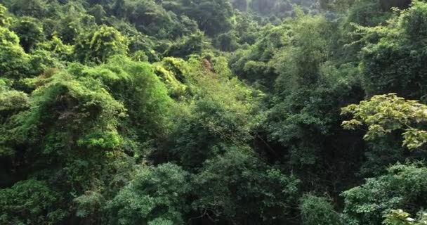 Luftaufnahmen Vom Tropischen Wald Frühling — Stockvideo