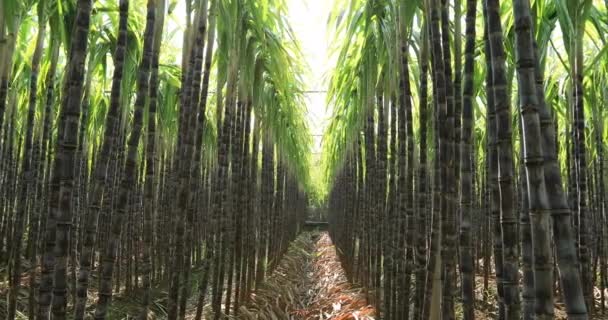 Bajo Ángulo Las Plantas Caña Azúcar Que Crecen Campo Rural — Vídeo de stock