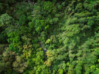 Tropikal ormandaki küçük dere manzarası