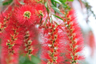 İlkbaharda açan Callistemon katılaşması