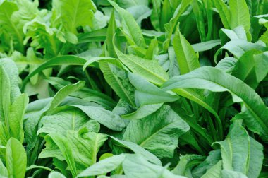 Sebze bahçesinde yeşil yapraklı marul yetişiyor.