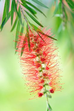 İlkbaharda açan Callistemon katılaşması