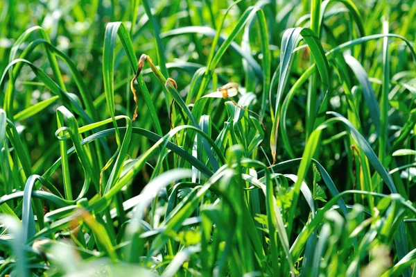 野菜園での成長に緑のニンニクの葉 — ストック写真