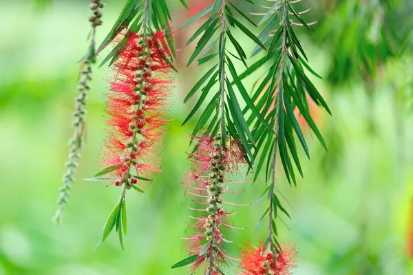 Callistemon Rigidus Kvetoucí Jaře — Stock fotografie