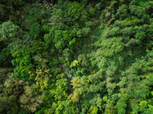 Вид Воздуха Небольшой Ручей Тропическом Лесу — стоковое фото