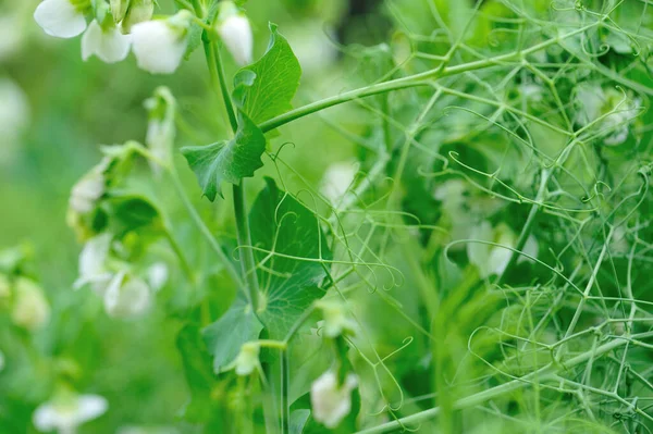 庭のエンドウ豆の開花 有機農業 — ストック写真