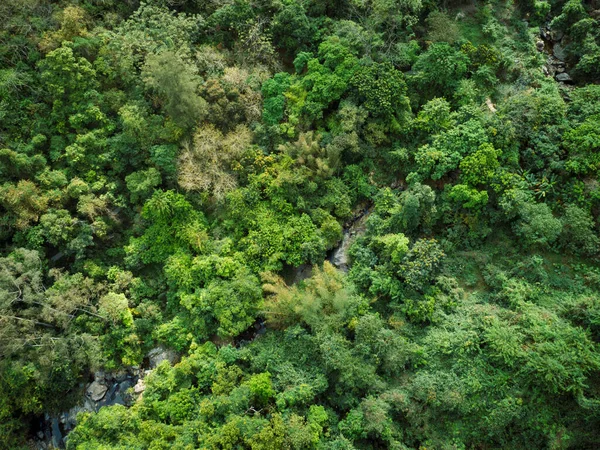 Aerial View Small Creek Tropical Forest — Stock Photo, Image