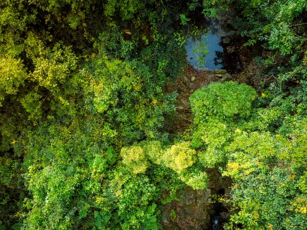 Aerial View Small Creek Tropical Forest — Stock Photo, Image