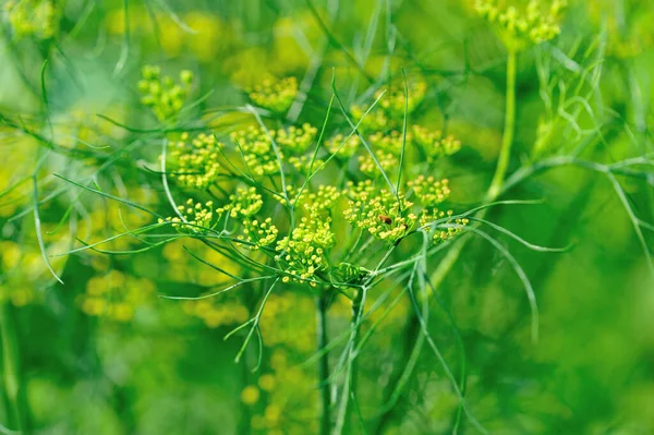 Plantas Funcho Crescimento Jardim — Fotografia de Stock