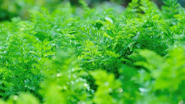 Groene Wortelplanten Groei Bij Moestuin — Stockfoto