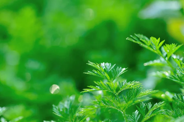 Piante Carota Verdi Crescita Orto — Foto Stock