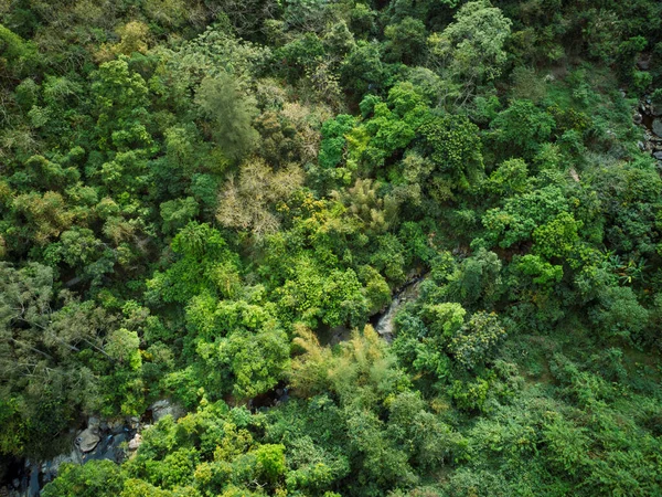 Aerial View Small Creek Tropical Forest — Stock Photo, Image