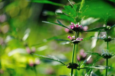 Leonurus sibiricus çiçekleri bahar bahçesinde