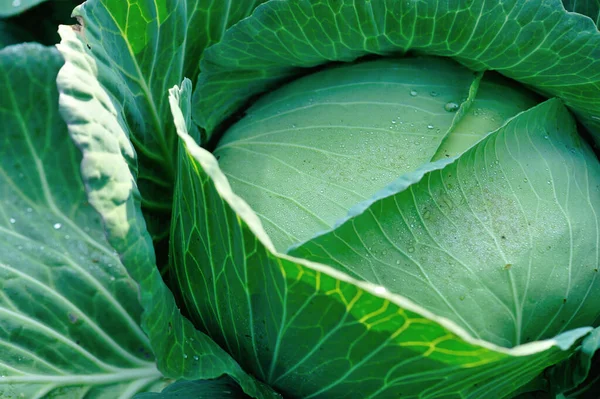 Groene Kool Groei Bij Moestuin — Stockfoto