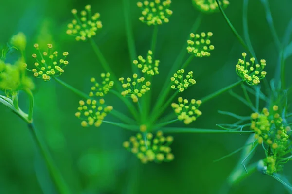 Planta Funcho Crescimento Jardim — Fotografia de Stock