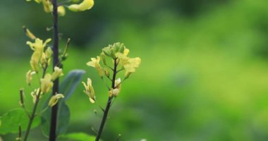 Çin 'in kırsal kesimlerinde çiçek açan bitkiler.