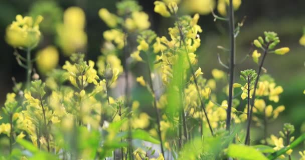 Plantas Con Flores Que Crecen Campo Rural China — Vídeo de stock