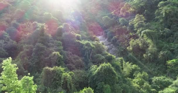 Images aériennes de la forêt tropicale au printemps avec rétro-éclairage lumineux 