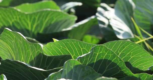Green cabbage in growth at vegetable garden — Stock Footage Green Cabbage Growth Vegetable Garden Stock Video