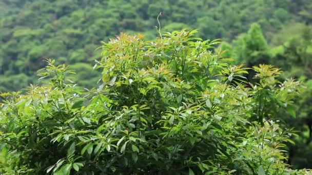Aerial Footage Tropical Forest Close Green Leaves Spring Slow Motion — Stock Video
