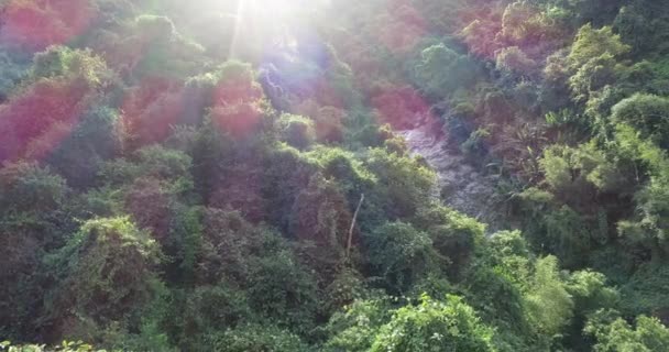 Baharda Parlak Arka Işıklandırmalı Tropikal Ormanın Hava Görüntüleri — Stok video