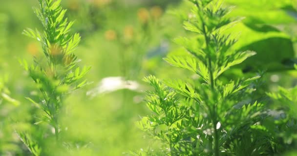 Feuilles Carottes Vertes Poussant Dans Potager — Video