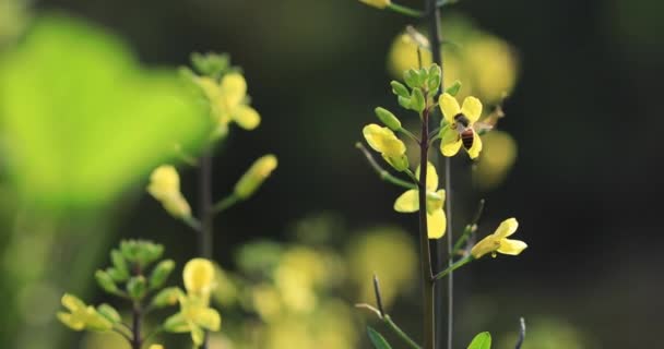 Plantas Con Flores Que Crecen Campo Rural China — Vídeos de Stock