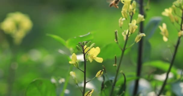 中国农村种植的开花植物 — 图库视频影像