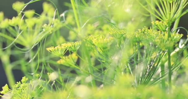 庭での成長のフェンネル植物 — ストック動画