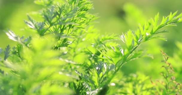 Green Carrots Leaves Growing Vegetable Garden — Stock Video