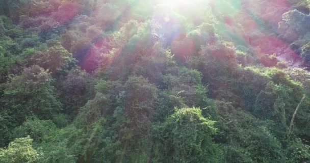 Imágenes Aéreas Del Bosque Tropical Primavera Con Retroiluminación Brillante — Vídeos de Stock