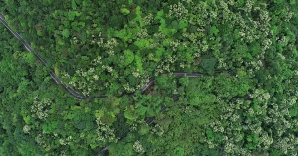 Drone Vista Aérea Carretera Montaña Bosque Floreciente — Vídeos de Stock