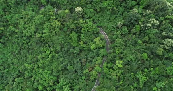 開花する森の中の山道のドローン空撮 — ストック動画