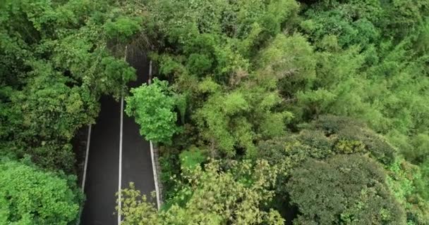 Vue Angle Élevé Route Montagne Dans Forêt Fleurie — Video