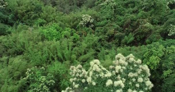 Drone vue aérienne de la forêt verte avec des arbres à fleurs Castanopsis au printemps 