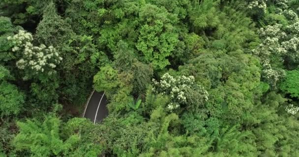 Vista Alto Ângulo Estrada Montanha Floresta Florida — Vídeo de Stock