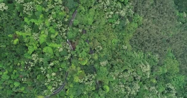 Drone Vista Aérea Carretera Montaña Bosque Floreciente — Vídeos de Stock