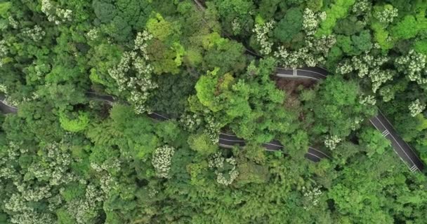 Çiçekli Ormandaki Dağ Yolunun Insansız Hava Görüntüsü — Stok video