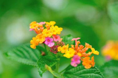 Baharda açan güzel sarı ve pembe lantana camara çiçekleri.