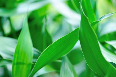 Dracaena braunii ya da şanslı bambu yeşili yeşili, yüksek çözünürlüklü Dracaena sanderiana olarak da bilinir..