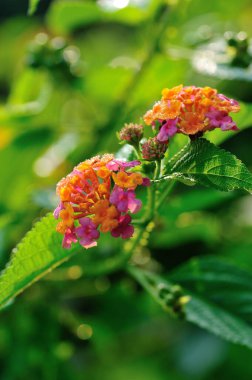 Baharda açan güzel sarı ve pembe lantana camara çiçekleri.