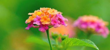 Baharda açan güzel sarı ve pembe lantana camara çiçekleri.