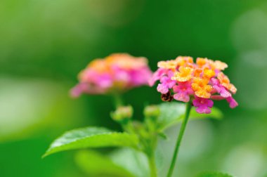 Baharda açan güzel sarı ve pembe lantana camara çiçekleri.